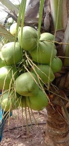 Tender Coconut Water