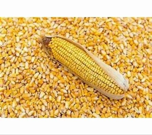 Dry Maize Seeds - 9126 Natural Variety, 98% Purity, Yellow Color, Grade A, Organic Use, Ideal for Agriculture | Storage: Dry Place Away from Direct Sunlight