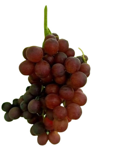 Fresh Flame Red Grapes - 5 Kg Carton Seedless Red Color Round Shape Sweet Taste A Grade Quality Brix+ 15+ Berry Size 20mm+