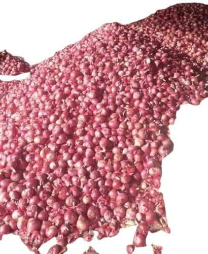 Fresh Natural Onion