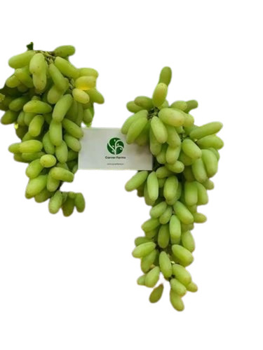 Green Grapes - 5 Kg Carton | A Grade Super Sonaka Seedless, Sweet Taste, Organic Brix 16+, Green to Milky Green Color, Berry Size 30mm+
