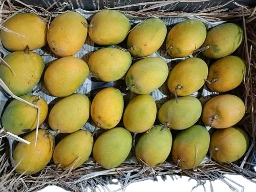 Alphonso Mango - 3 Kg A Grade Quality | Green Color, Naturally Cultivated, Whole and Sweet