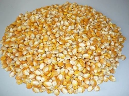 Maize