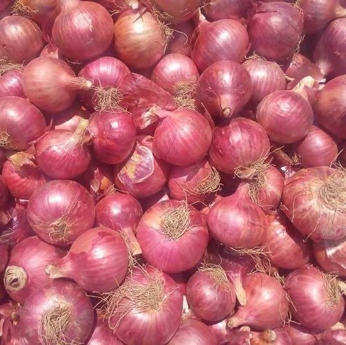 Medium Organic Red Onion - 50kg Jute & PP Bag Packing | Fresh Chopped, Common Shape, 35-Day Shelf Life, 12% Vitamin C