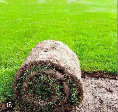 Natural Soft Lawn Grass - Full Sun Exposure, Rectangular Shape, Antique Design, Soft Green Color, Quality Backing Material