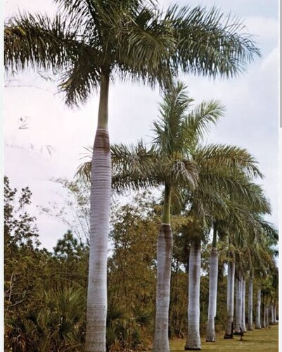 Palm Tree - Natural Plant for Acidic Soil | Fast Growing, Good Breed, Green Color, Suitable for All Sizes