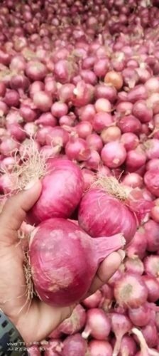Fresh Red Onion - 10 kg Pack, 60 mm Size, MESH/JUTE Packaging | Chopped Processing Form, Common Shape, Cooked Style