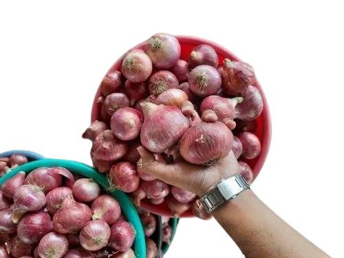 Garva Onion - A Grade, 5kg to 50kg Packaging, All Types | Fresh Chopped, Common Shape, Cooked Style