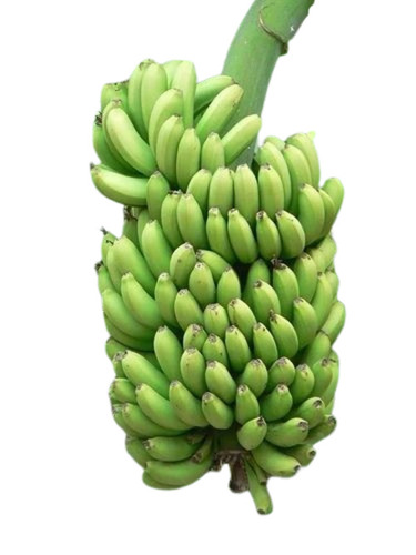 Solapur Green Banana - Whole A Grade Natural Variety, Sweet Taste, Ideal for Food Processing, Making Banana Chips, and Cultivating Banana Flour in Cool & Dry Place