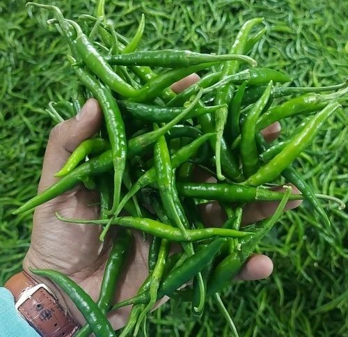 Green Chilli - Long Green Chilli A Grade Cultivated Naturally Chopped Form Common Shape Cooked Style Spicy Flavor Store in Cool & Dry Place