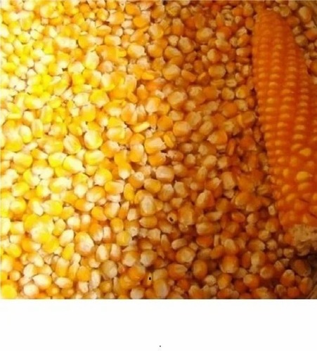 Maize