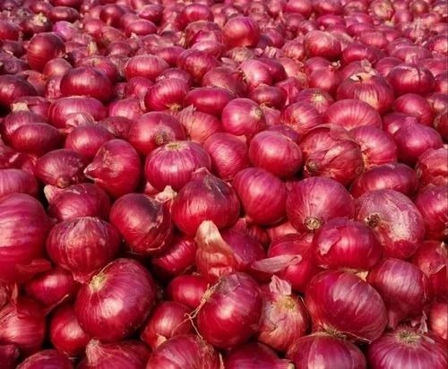 Nashik Red Onion - Organic Pink Garwa 50 Kg, 50 mm Size | A Grade, Fresh Processing, Common Shape, Cooked Style in Net Bag