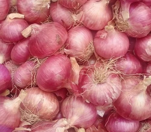 Organic Pink Garwa Onion - 50 Kg, 60 mm Size | A Grade Quality, Chopped Form, Common Shape, Cooked Style, 6 Month Shelf Life