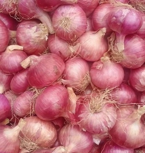 Organic Pink Garwa Onion - 50 Kg Net Bag, 50 mm Size, A Grade, Chopped Style, Fresh Preserving Compound, 6 Month Shelf Life