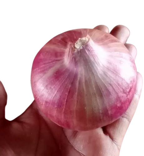 Pink Onion - 50 Kg Garva Pink Onion, A Grade, 40 mm Size, Organic, Chopped, Common Shape, Fresh, 6 Month Shelf Life, Cooked Style