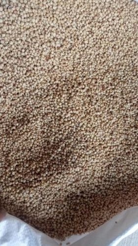 Sorghum - Whole Grains, 1 Kg PP Bag, White Color - High Protein, Low Fat, Cooked Style