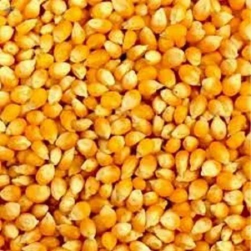 Yellow Maize Seeds