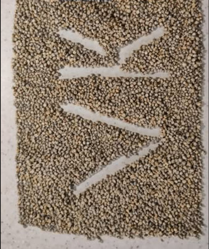 Bajra Seeds