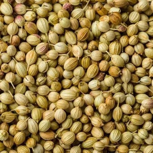Hybrid Coriander Seed - 10 kg Packet, A Grade Natural Brown Spice Seeds, 99% Purity, 5% Moisture, 12 Months Shelf Life