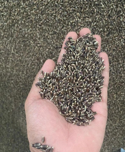 Black Wheat Seed - Admixture (%): 30