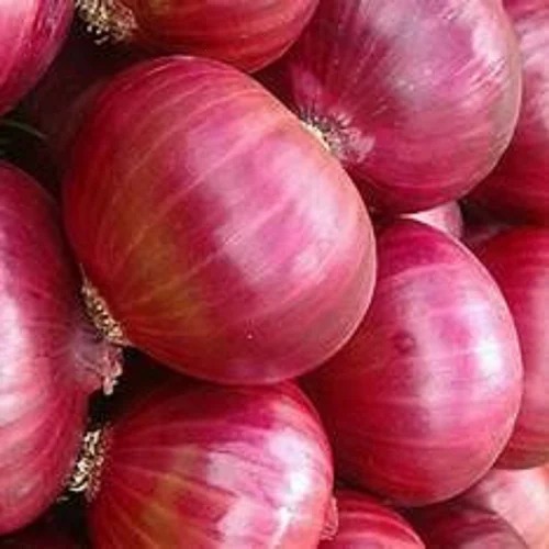 Organic Onion