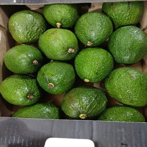 Avocado Fruits