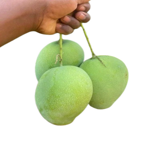 Banganapalli Mangoes - Organic, Fresh A Grade, Green, Round Shape | Whole Fruit, Sweet Taste, Ideal for Human Consumption