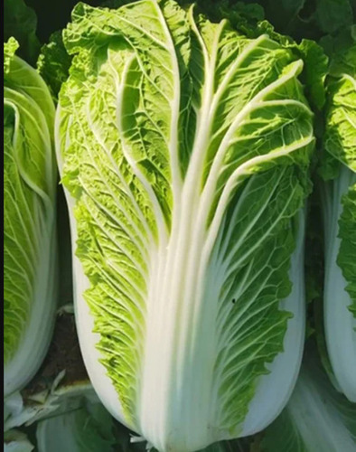 Chinese Cabbage - Moisture (%): 100%