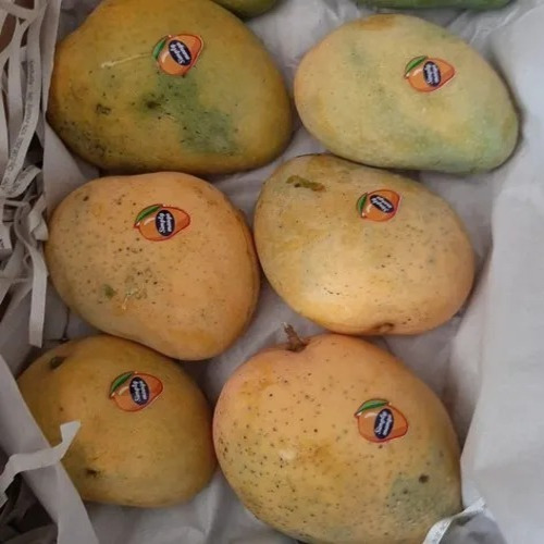Fresh Mango - Organic A Grade Whole Fruit | Sweet Yellow Round Variety for Human Consumption