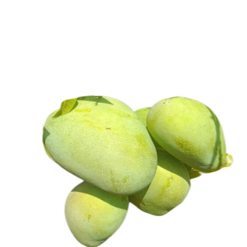 Fresh Mango Banganapalli - 20 Kilograms, Organic Quality A Grade, Whole Round Sweet Green Mango