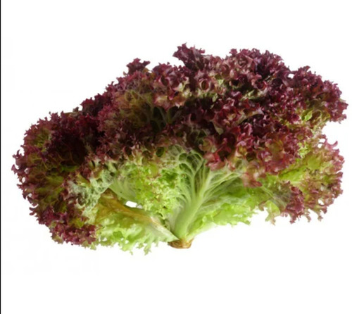 Airex Lettuce