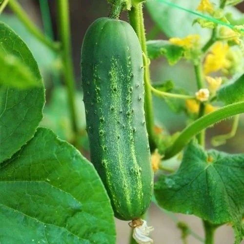 Cucumber Seeds