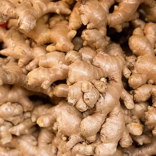 Fresh Ginger - Shelf Life: 1 Months