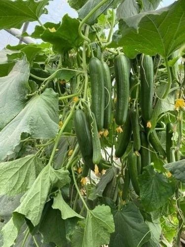 Hybrid Cucumber Seeds