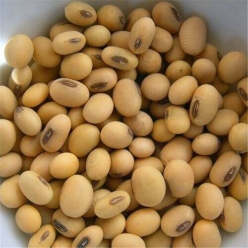 Organic Soybean Seed - Ash %: 20