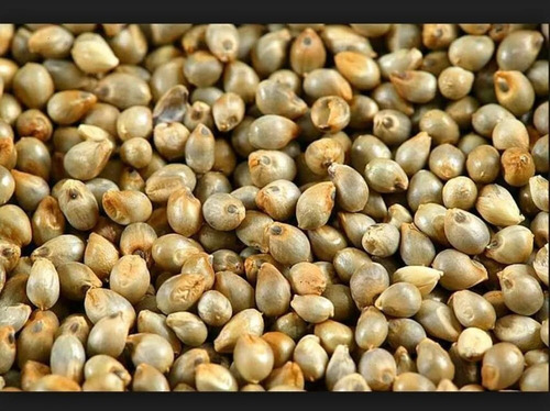 Hybrid Bajra Seed - Grade: A