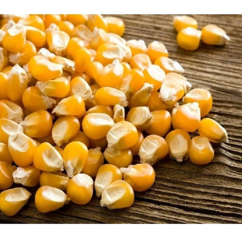 Hybrid Maize Seeds - Color: Yellow