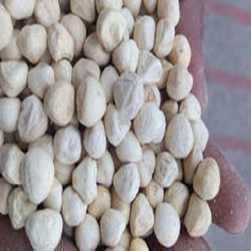 Moringa Seed Kernel - Product Type: Organic Product