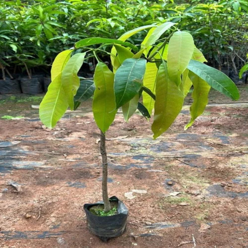 Mango Plants