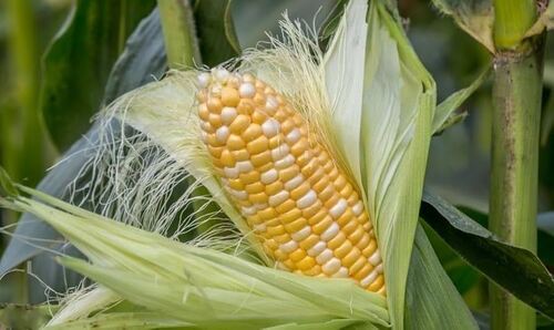  Raw Maize