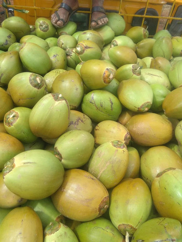 Fresh Tender Coconut - Color: Green