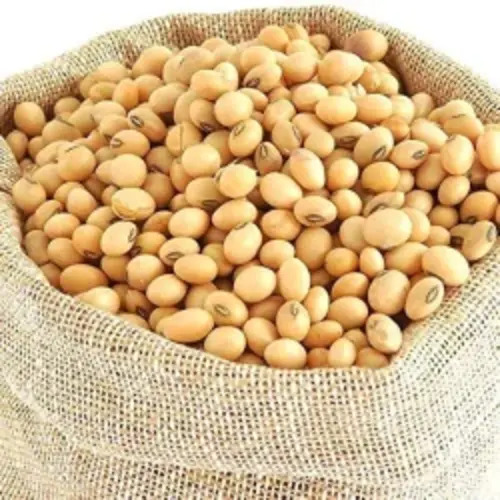 Soybean Seeds - Premium Organic, Dried, Small Round Beige Seeds | Preservative-Free, Nutrient Enriched, Healthy Cooking Ingredient