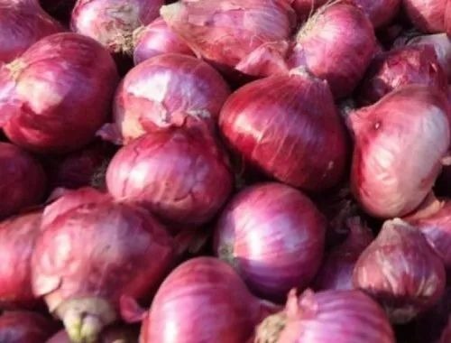 Spring Onion - Large A Grade, Chopped Style for Human Consumption, Dry Storage in Net Bag