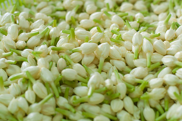 Fresh Jasmine