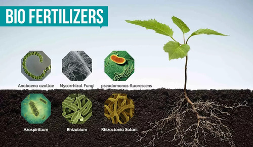 Bio Fertilizers - Chemical Name: Zinc Sulfate