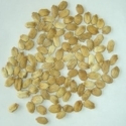 Bitter Gourd Seeds