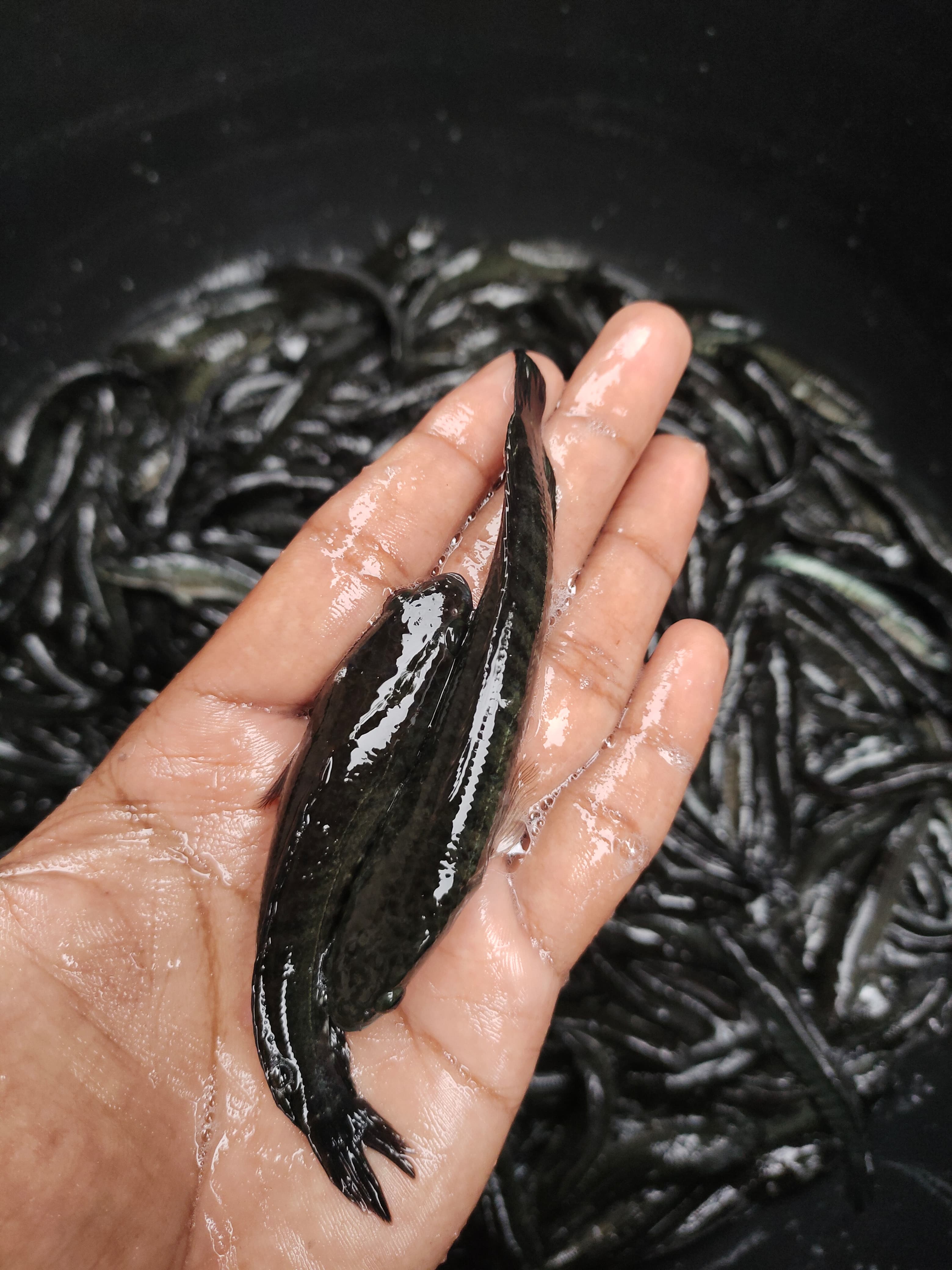 Koller Murrel fish seeds