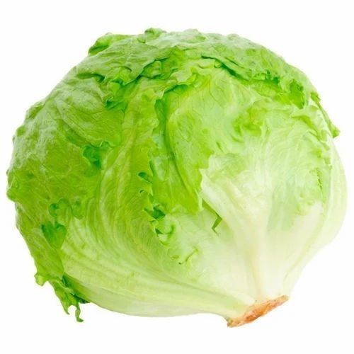 Fresh Lettuce Iceberg - Organic Green Variety, 1% Magnesium, 4% Vitamin C, No Preservatives, 2 Week Shelf Life, Chopped Style