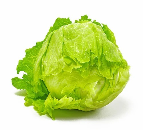 Fresh Lettuce Icebergs