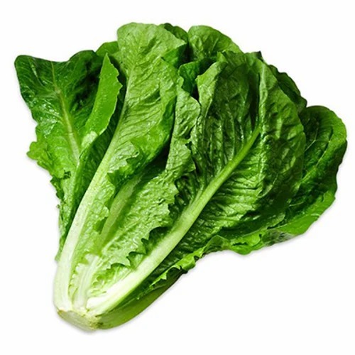 Fresh Romaine Lettuce